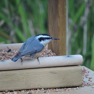 Red-breasted Nuthatch