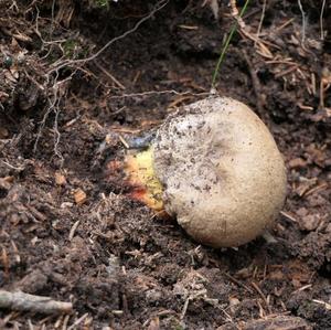 Satan`s Bolete