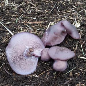 Wood Blewit