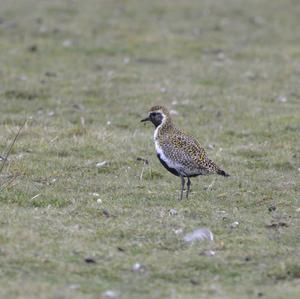 Eurasian Golden Plover