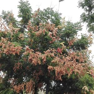 Unknown Species