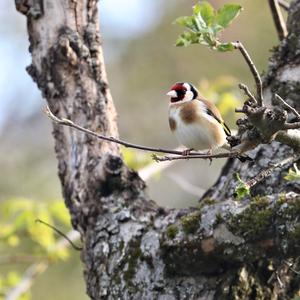 European Goldfinch