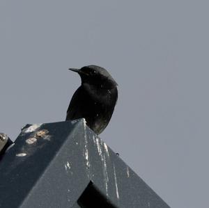 Black Redstart