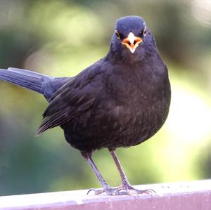 Eurasian Blackbird