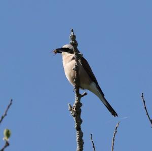 Red-backed Shrike