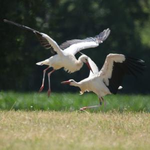 White Stork