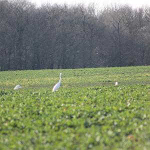 Great Egret