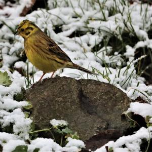 Yellowhammer