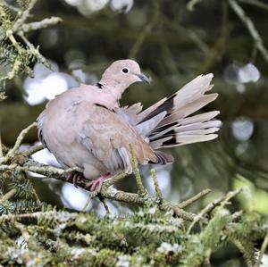 Eurasian Collared-dove