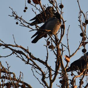 Eurasian Jackdaw