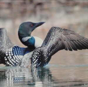 Common Loon