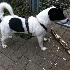 Parson Russell Terrier