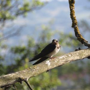 Barn Swallow