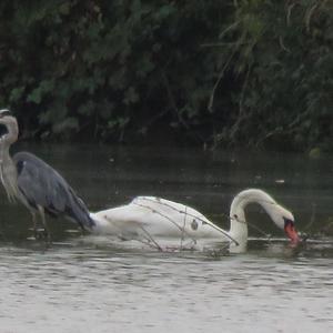 Mute Swan