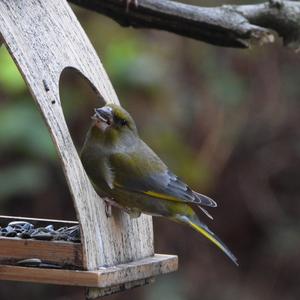 European Greenfinch