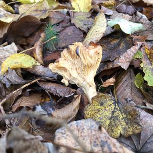 Chanterelle, Common