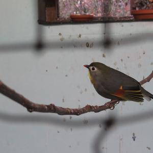 Red-billed Leiothrix