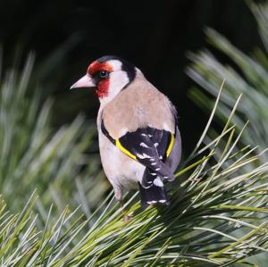 European Goldfinch