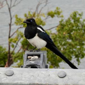 Black-billed Magpie