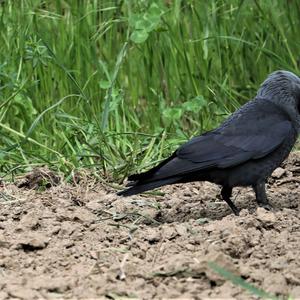 Eurasian Jackdaw