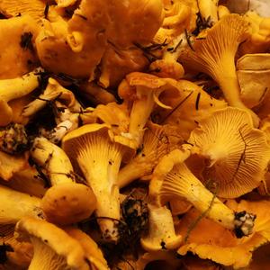 Chanterelle, Common