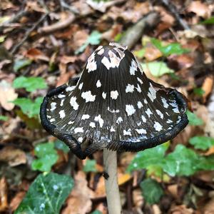 Magpie Ink-cap