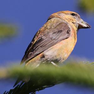 Red Crossbill