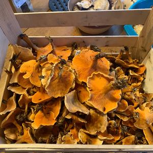 Chanterelle, Common