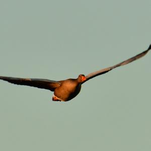 Greylag Goose