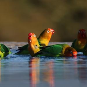 Fischer's Lovebird