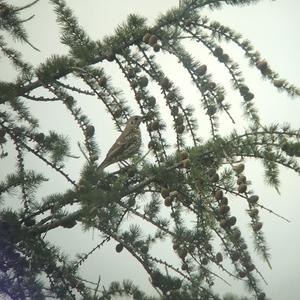 Song Thrush