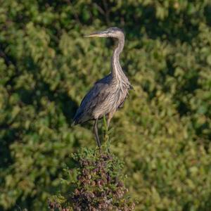 Great Blue Heron