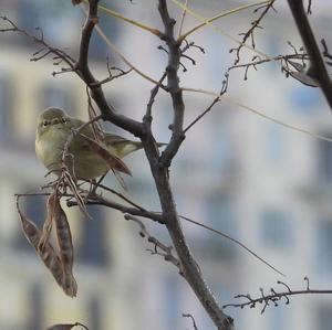 Common Chiffchaff