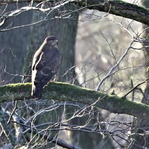 Common Buzzard