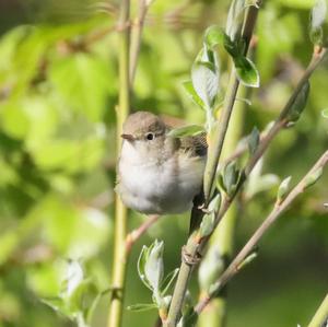 Bonelli's Warbler