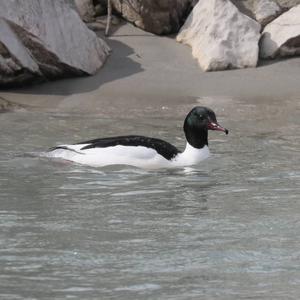 Common Merganser