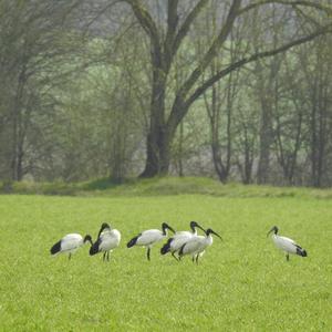 African Sacred Ibis