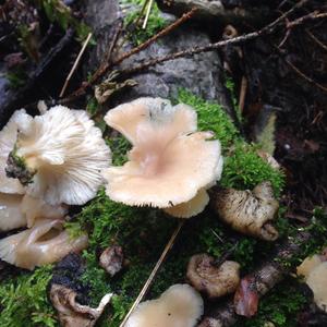 Oyster Mushroom