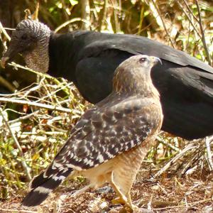 Red-shouldered Hawk