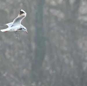 Black-headed Gull