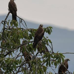 Black Kite