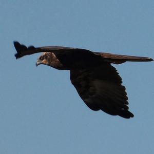 Western Marsh-harrier