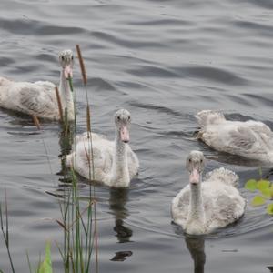 Trumpeter Swan