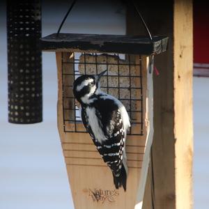 Hairy Woodpecker