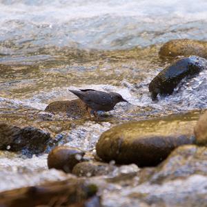 American Dipper