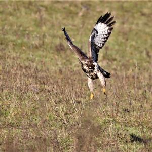 Common Buzzard