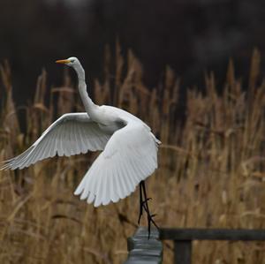 Great Egret