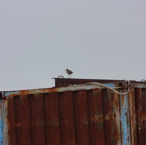 Common Redshank