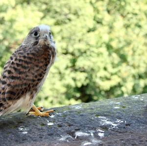 Common Kestrel