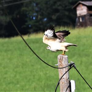 Mäusebussard